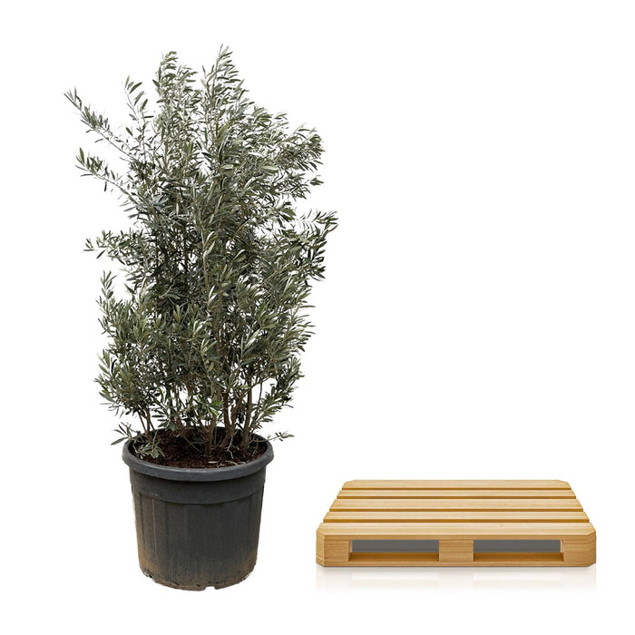 Olea Europaea struik - Olijfstruik - ↕225cm- Ø50cm