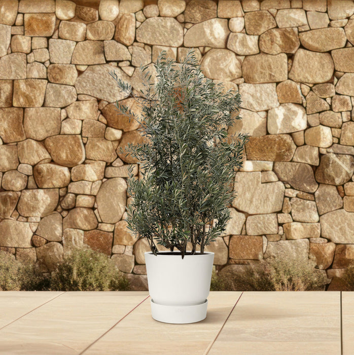 Olea Europaea struik - Olijfstruik - ↕225cm- Ø50cm