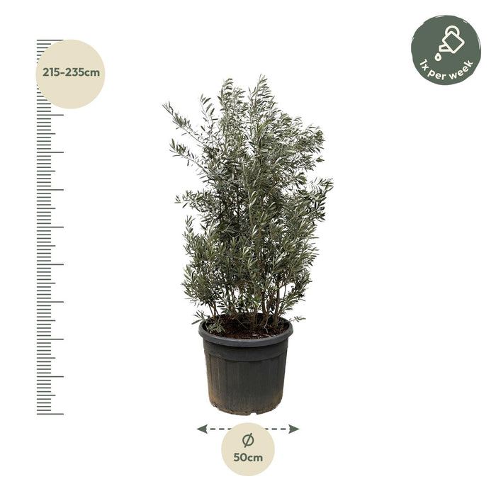 Olea Europaea struik - Olijfstruik - ↕225cm- Ø50cm