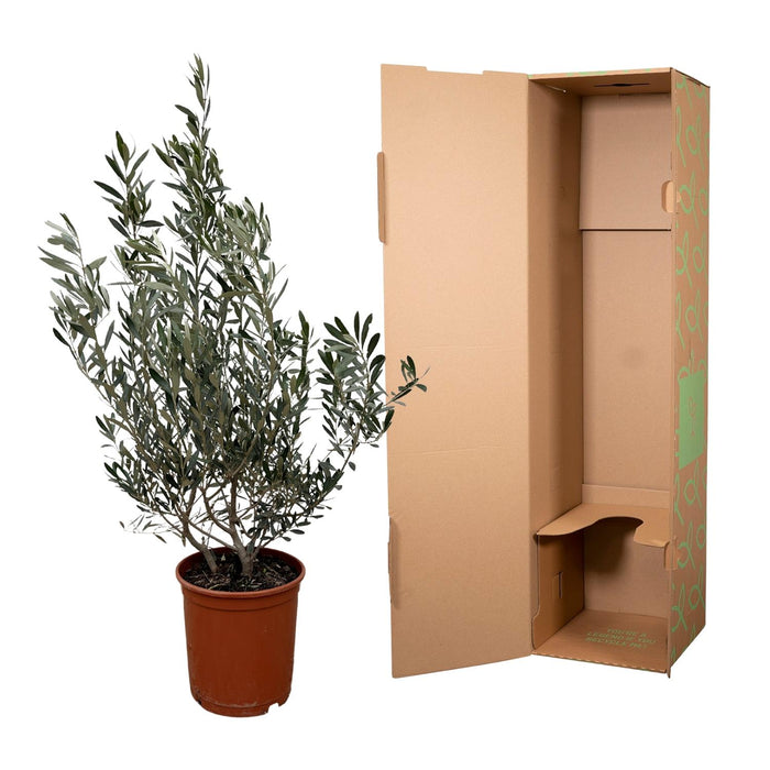 Olea Europaea struik - Olijfstruik - ↕100cm- Ø25cm
