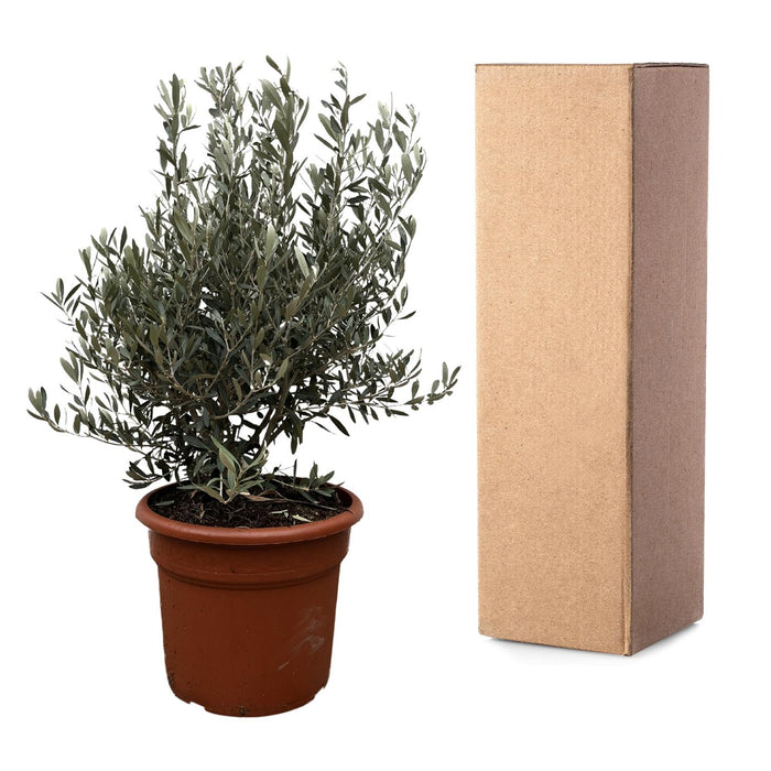 Olea Europaea struik - Olijfstruik - ↕130cm- Ø35cm