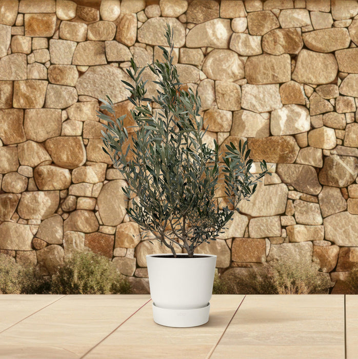 Olea Europaea struik - Olijfstruik - ↕100cm- Ø25cm