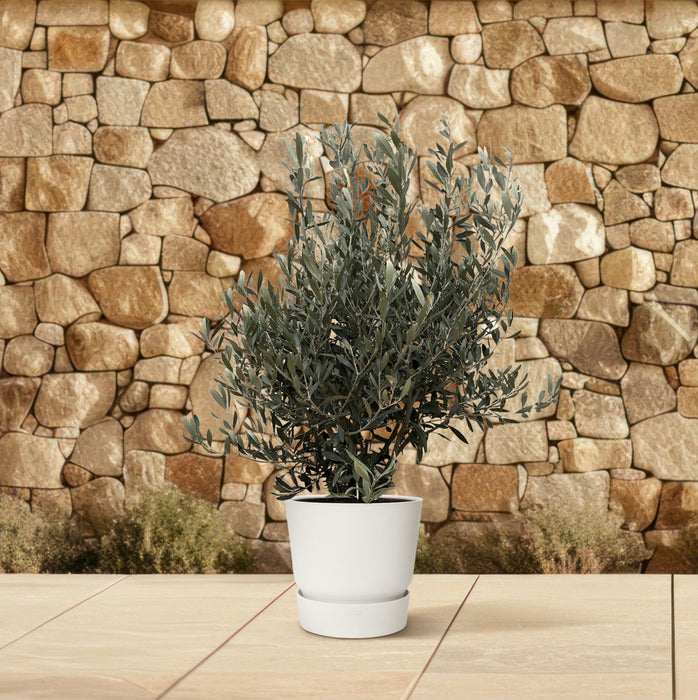 Olea Europaea struik - Olijfstruik - ↕130cm- Ø35cm