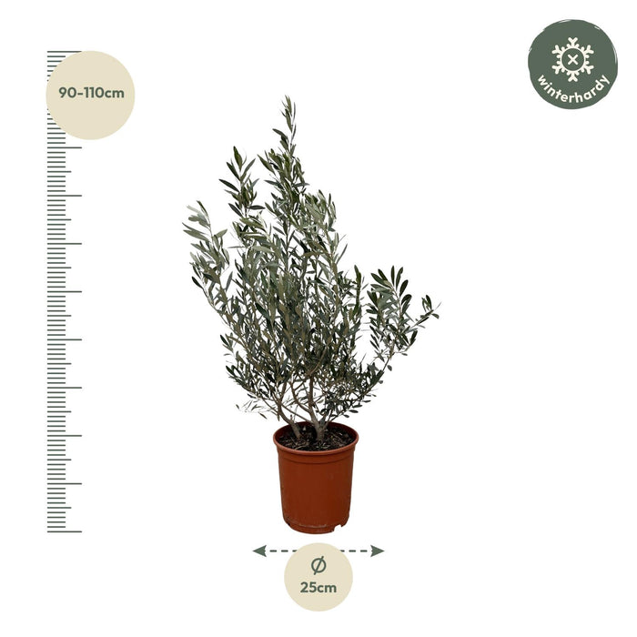 Olea Europaea struik - Olijfstruik - ↕100cm- Ø25cm