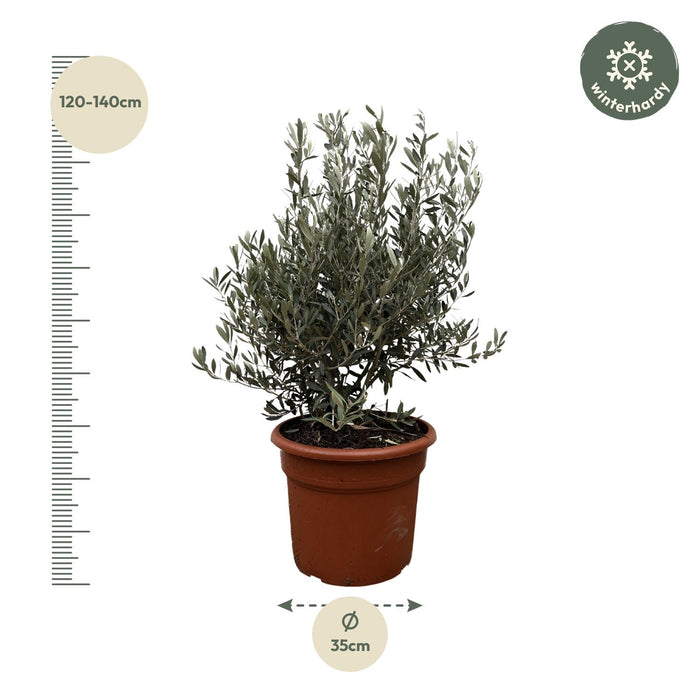Olea Europaea struik - Olijfstruik - ↕130cm- Ø35cm