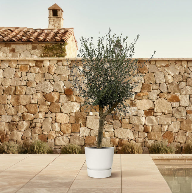 Olea Lorc - Olivier - ↕220cm - Ø45cm