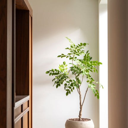 Artificial Sandalwood tree 180 cm