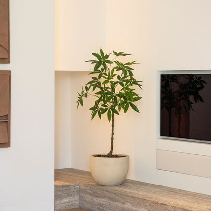 Schefflera artificial tree 120 cm