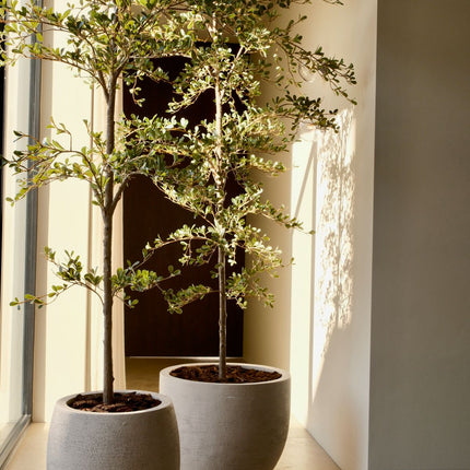 Artificial Black Olive Tree 210 cm