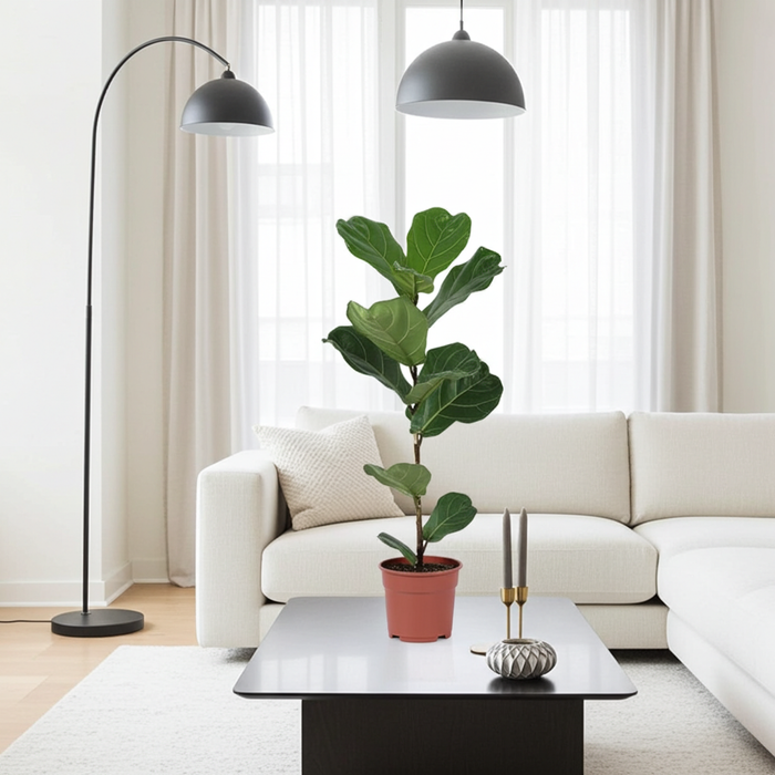 Ficus Lyrata struik - 80cm