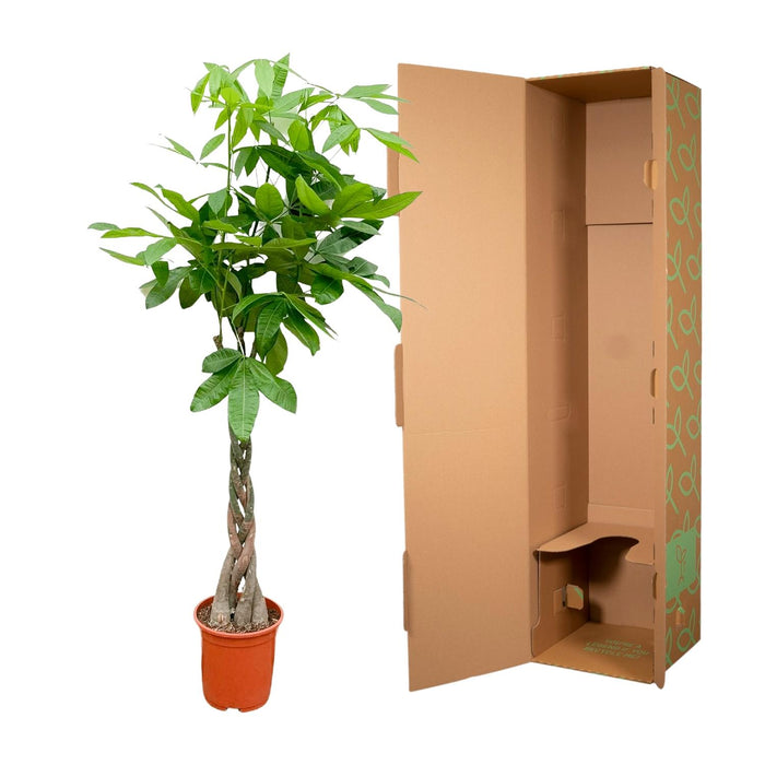 Pachira Aquatica - Geldboom - ↕160cm - Ø27cm