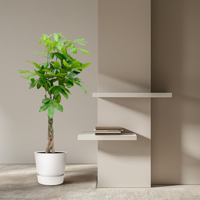 Pachira Aquatica - Geldboom - ↕120cm - Ø21-24cm