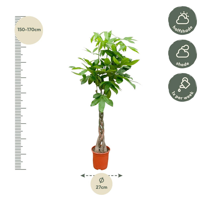 Pachira Aquatica - Geldboom - ↕160cm - Ø27cm