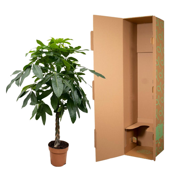 Pachira Aquatica - Geldboom - ↕180 cm - Ø27cm