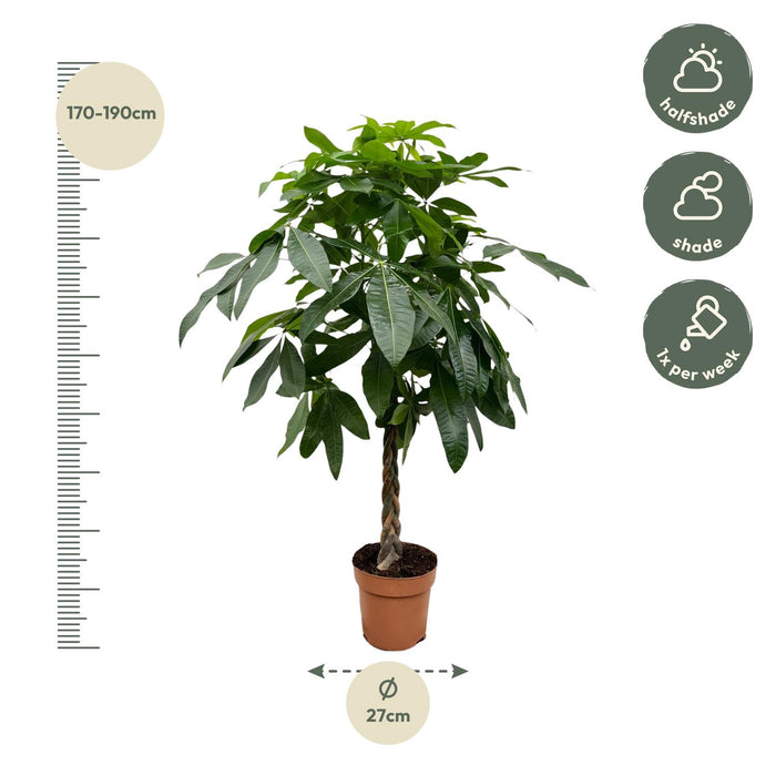 Pachira Aquatica - Geldboom - ↕180 cm - Ø27cm