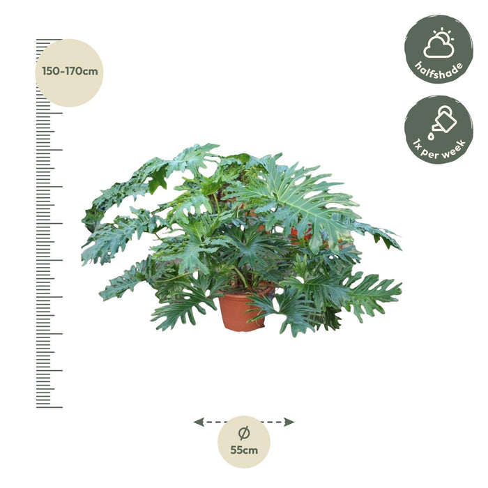 Philodendron Bipinnatifidum Cum Laude - ↕160cm - Ø55cm