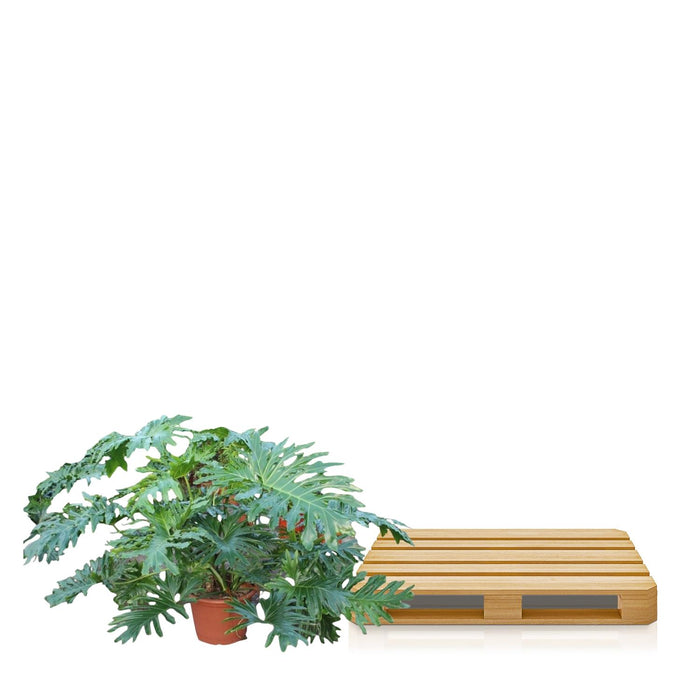 Philodendron Bipinnatifidum Cum Laude - ↕160cm - Ø55cm