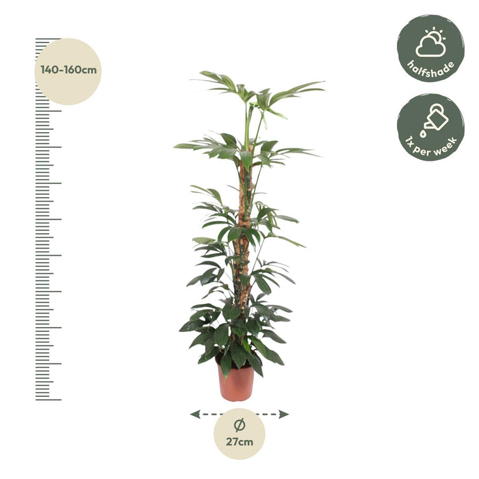 Philodendron Dragon Tail mosstok - ↕150cm - Ø27cm