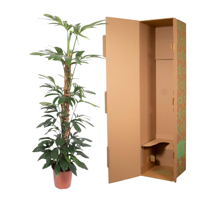 Philodendron Dragon Tail mosstok - ↕150cm - Ø27cm