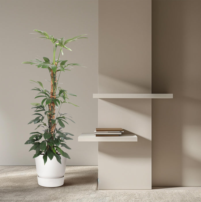 Philodendron Dragon Tail mosstok - ↕150cm - Ø27cm