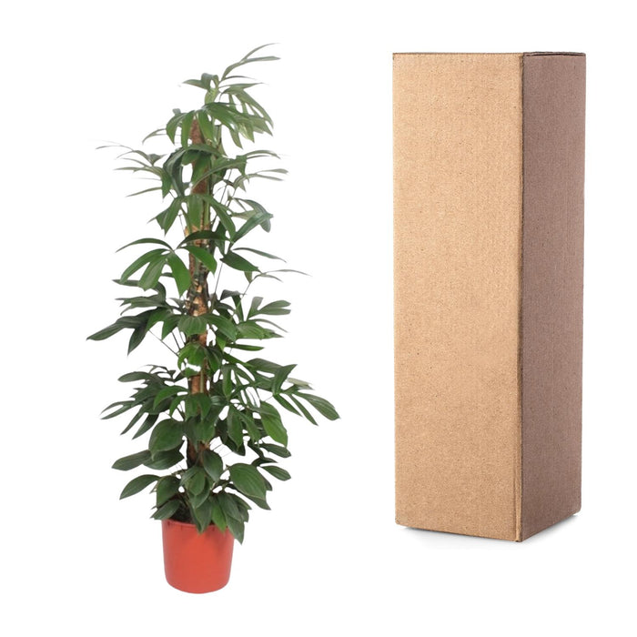 Philodendron Dragon Tail mosstok - ↕190cm - Ø34cm