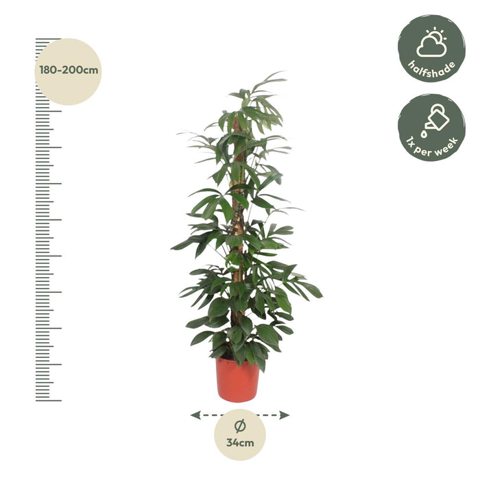 Philodendron Dragon Tail mosstok - ↕190cm - Ø34cm