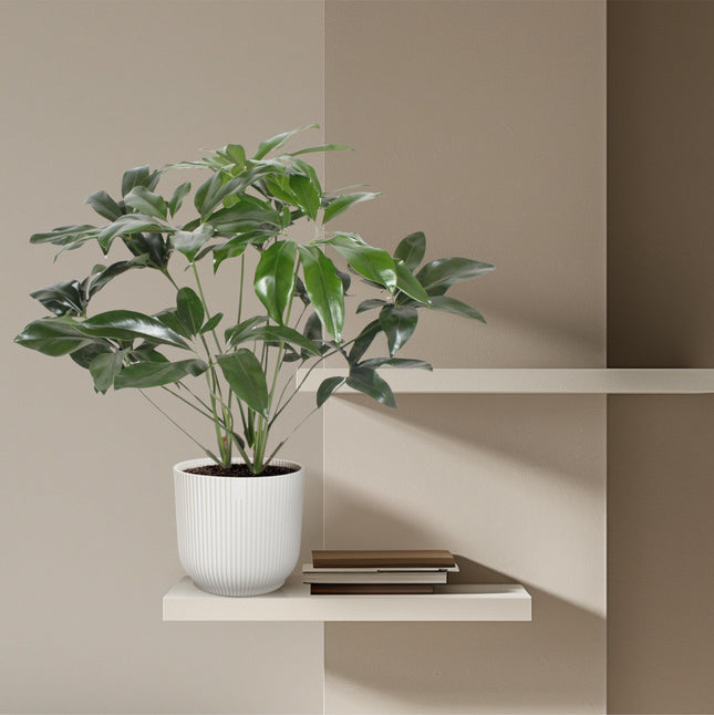 Filodendro Maravilla Verde - ↕100cm - Ø24cm