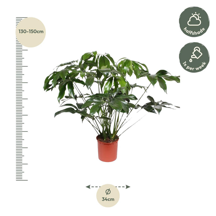 Philodendron Green Wonder - ↕140cm - Ø34cm
