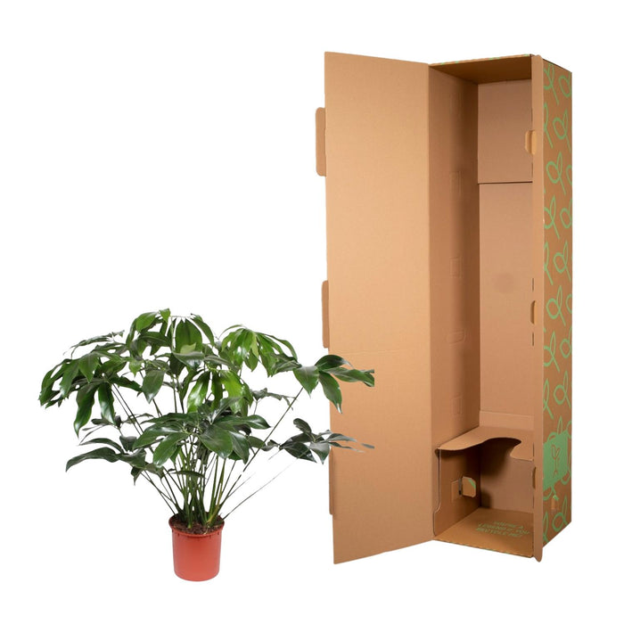 Philodendron Green Wonder - ↕140cm - Ø34cm