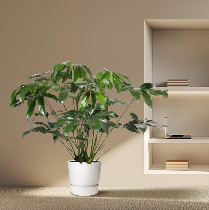 Philodendron Green Wonder - ↕140cm - Ø34cm