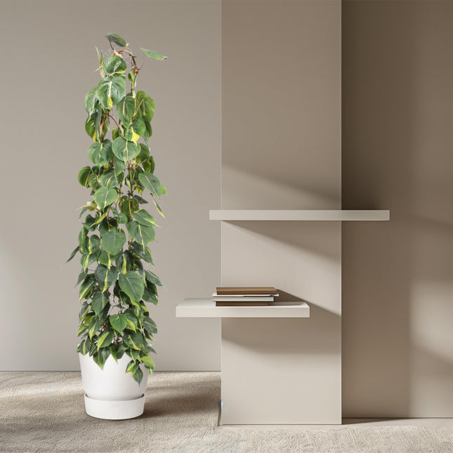 Estantería de malla para Philodendron Scandens Brasil - ↕160 cm - Ø27 cm