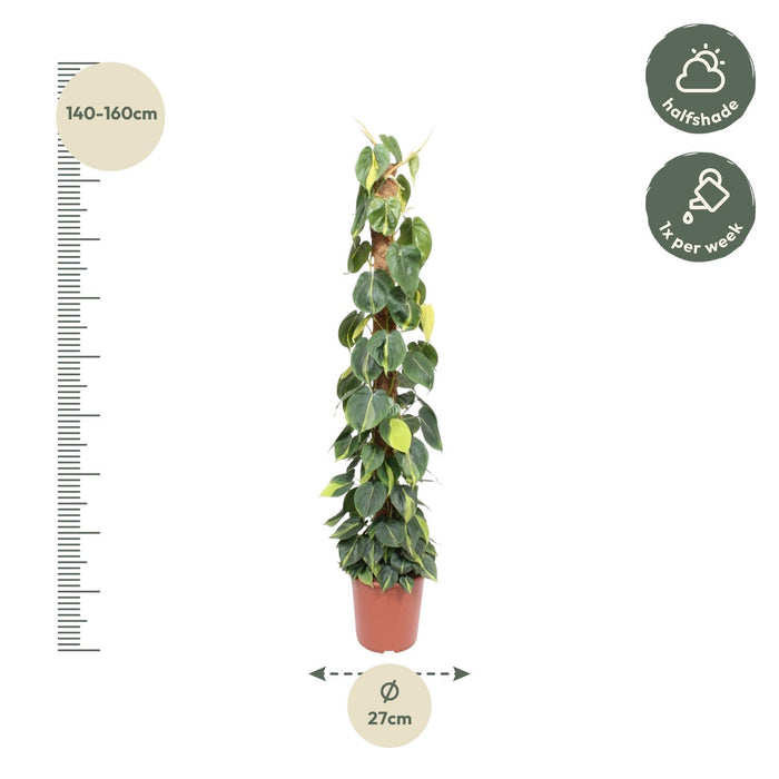 Philodendron Scandens Brasil mosstok - ↕150cm - Ø27cm