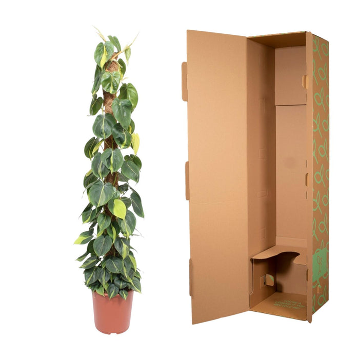 Philodendron Scandens Brasil mosstok - ↕150cm - Ø27cm