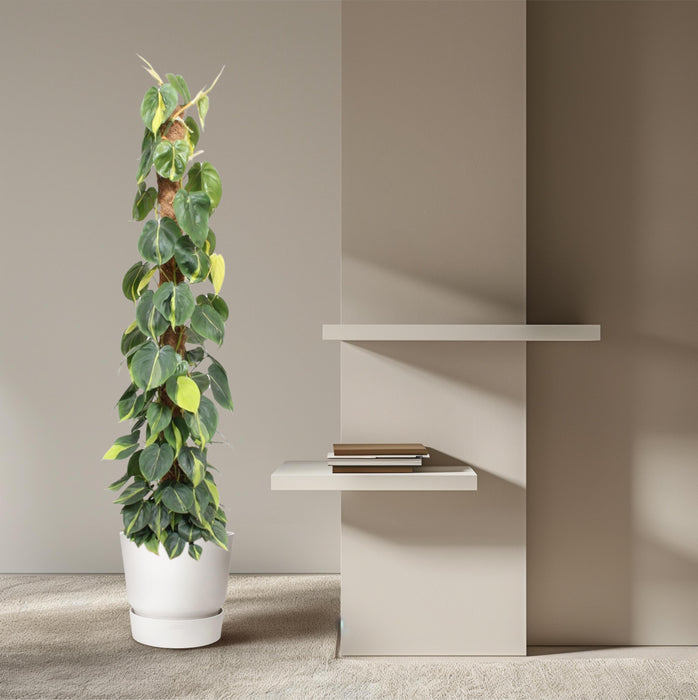 Philodendron Scandens Brasil mosstok - ↕150cm - Ø27cm