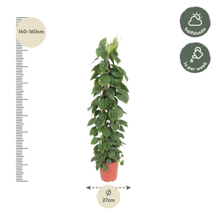 Philodendron Scandens mesh rack - ↕150cm - Ø27cm