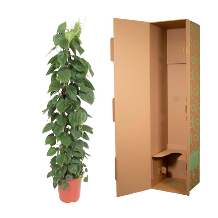 Philodendron Scandens mesh rack - ↕150cm - Ø27cm