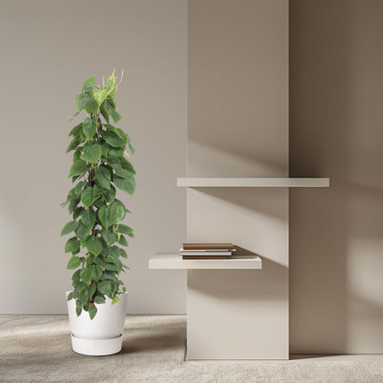 Philodendron Scandens mesh rack - ↕150cm - Ø27cm