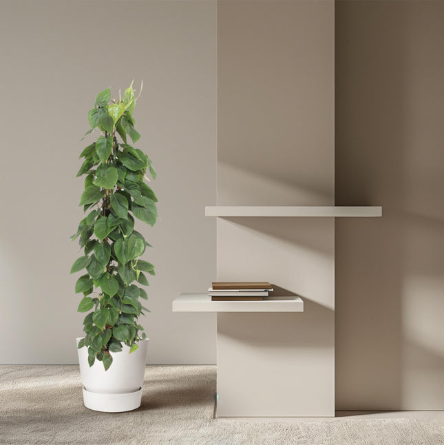 Rejilla de malla Philodendron Scandens - ↕150cm - Ø27cm