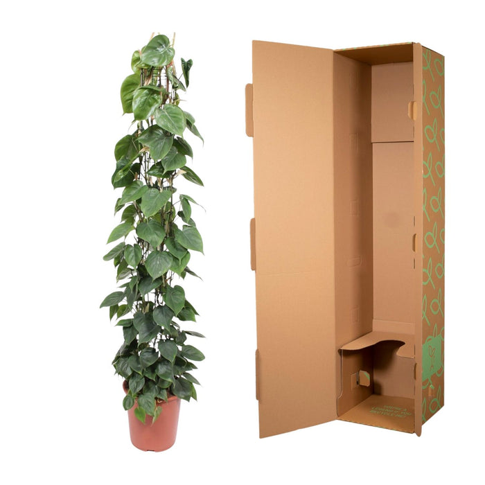 Philodendron Scandens gaasrek - ↕160cm - Ø27cm