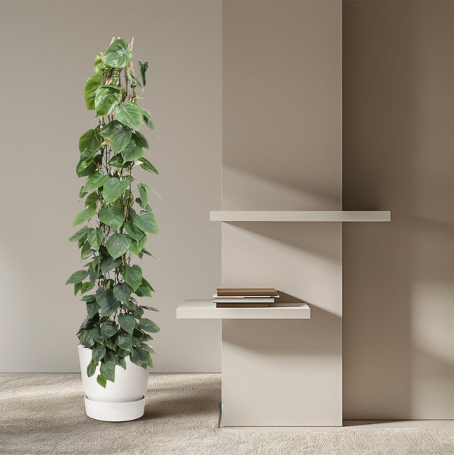 Rejilla de malla Philodendron Scandens - ↕160cm - Ø27cm