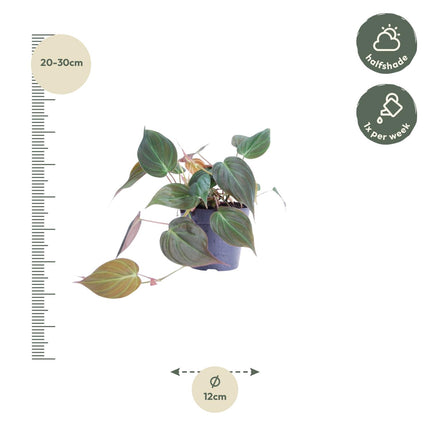 Filodendro Scandens 'Micans' - ↕25 cm - Ø12cm