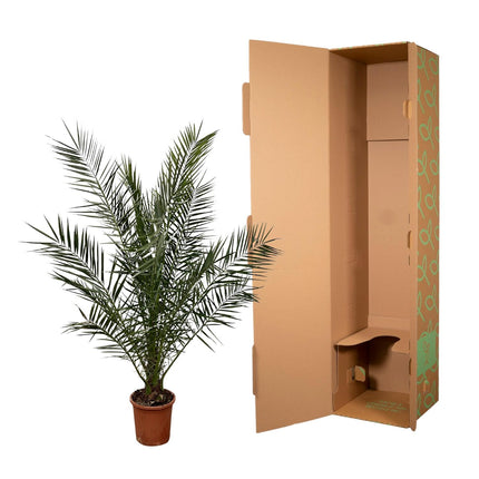 Phoenix Canariensis - Palmera datilera de las Islas Canarias - ↕180 cm - Ø27 cm