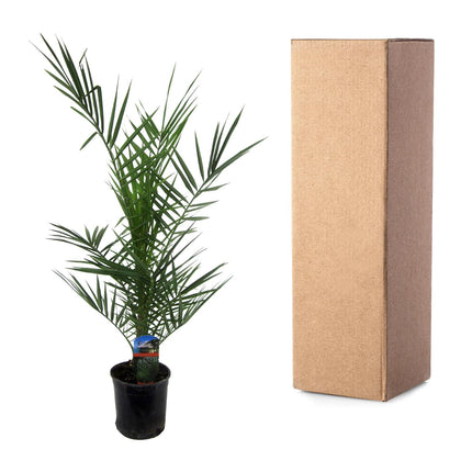 Phoenix Canariensis - Palmera datilera de las Islas Canarias - ↕80cm - Ø14cm