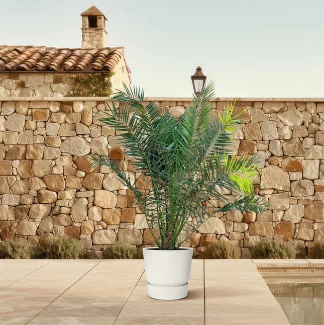 Palmier dattier des Canaries (Phoenix canariensis) - ↕ 220 cm - Ø 35 cm