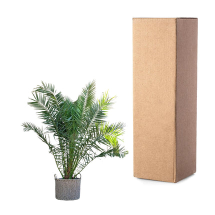 Kanarische Dattelpalme (Phoenix canariensis) – ↕220 cm – Ø35 cm