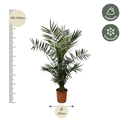 Palmier dattier des Canaries (Phoenix canariensis) - ↕160 cm - Ø22 cm