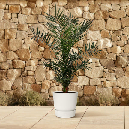 Palmier dattier des Canaries (Phoenix canariensis) - ↕160 cm - Ø22 cm