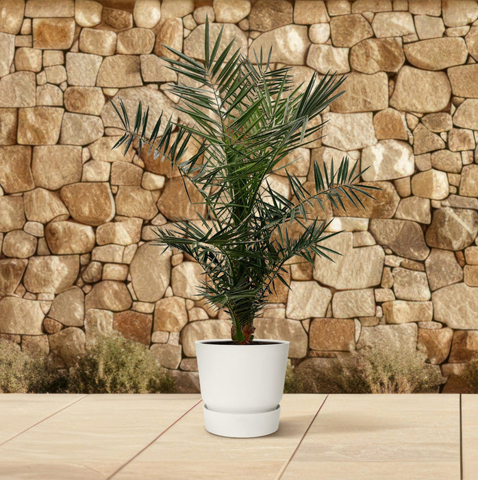 Phoenix Canariensis - Canarische Dadelpalm - ↕140cm - Ø21cm