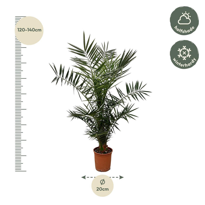 Phoenix Canariensis - Canarische Dadelpalm - ↕140cm - Ø21cm