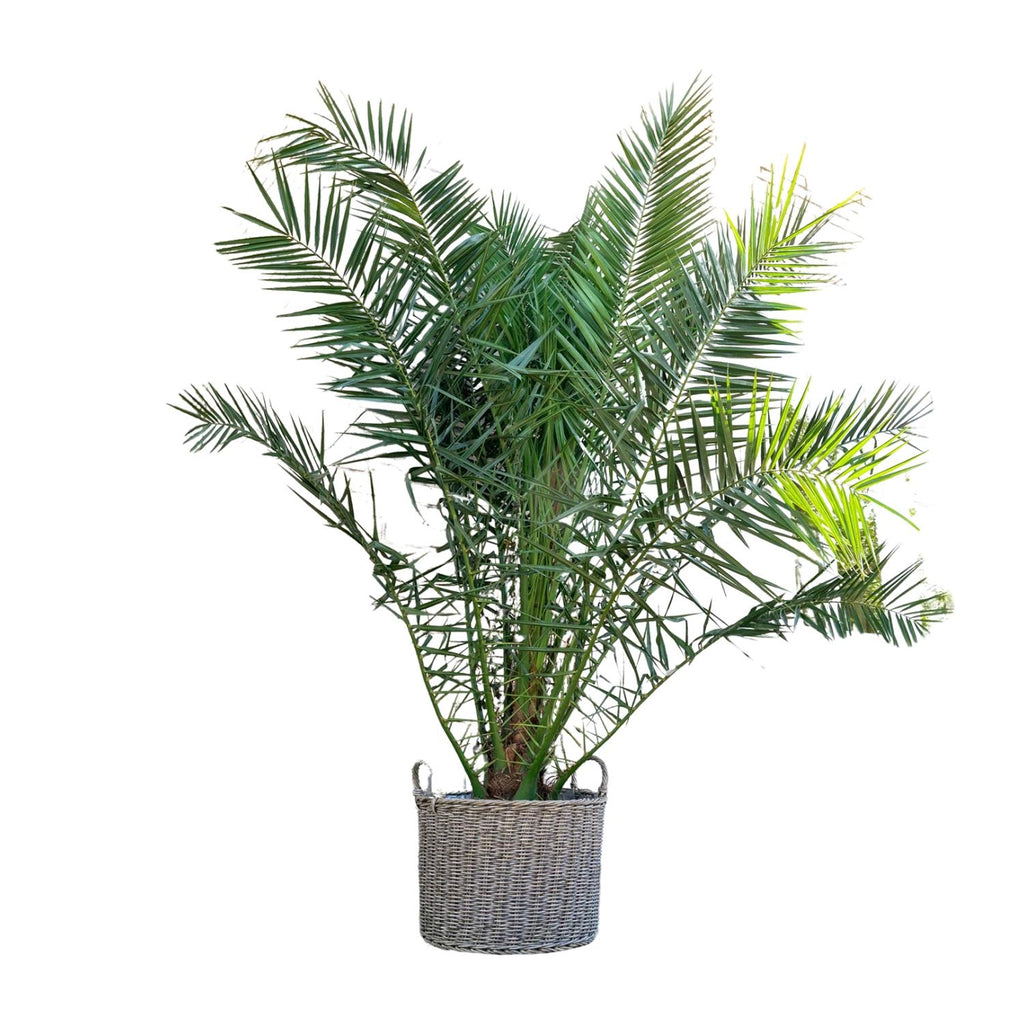 Kanarische Dattelpalme (Phoenix canariensis) – ↕220 cm – Ø35 cm —  Planten247.nl